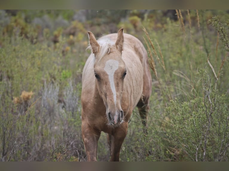 Quarab Croisé Étalon 1 Année 159 cm Palomino in Alcoi/Alcoy