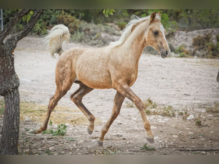 Quarab Croisé Étalon 1 Année 159 cm Palomino in Alcoi/Alcoy