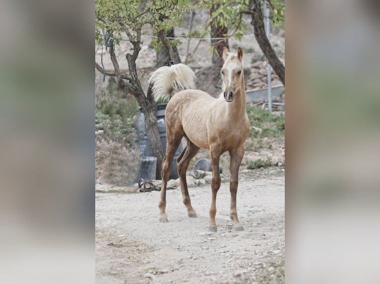 Quarab Croisé Étalon 1 Année 159 cm Palomino in Alcoi/Alcoy