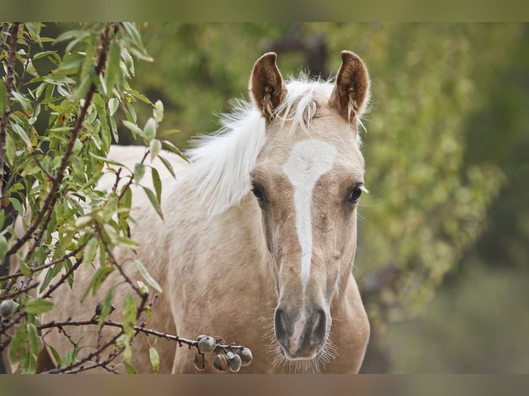 Quarab Croisé Étalon 1 Année 159 cm Palomino in Alcoi/Alcoy