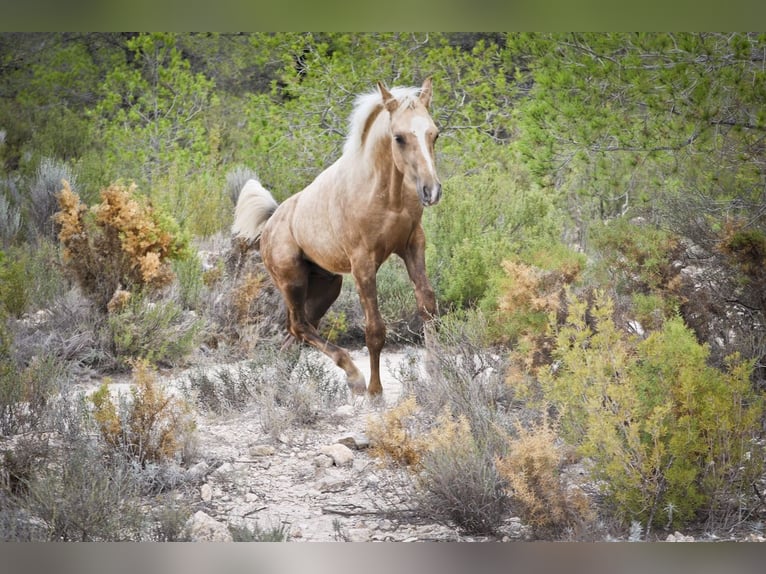 Quarab Croisé Étalon 1 Année 159 cm Palomino in Alcoi/Alcoy