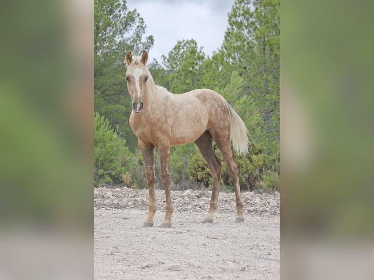 Quarab Croisé Étalon 1 Année 159 cm Palomino in Alcoi/Alcoy