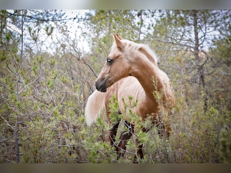 Quarab Croisé Étalon 1 Année 159 cm Palomino in Alcoi/Alcoy