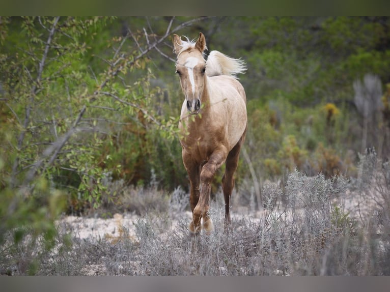 Quarab Croisé Étalon 1 Année 159 cm Palomino in Alcoi/Alcoy