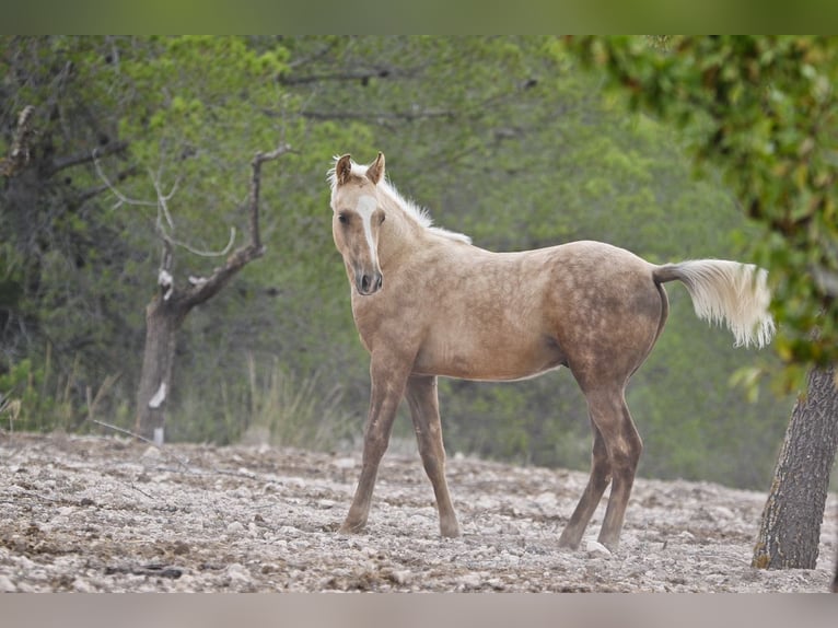 Quarab Croisé Étalon 1 Année 159 cm Palomino in Alcoi/Alcoy