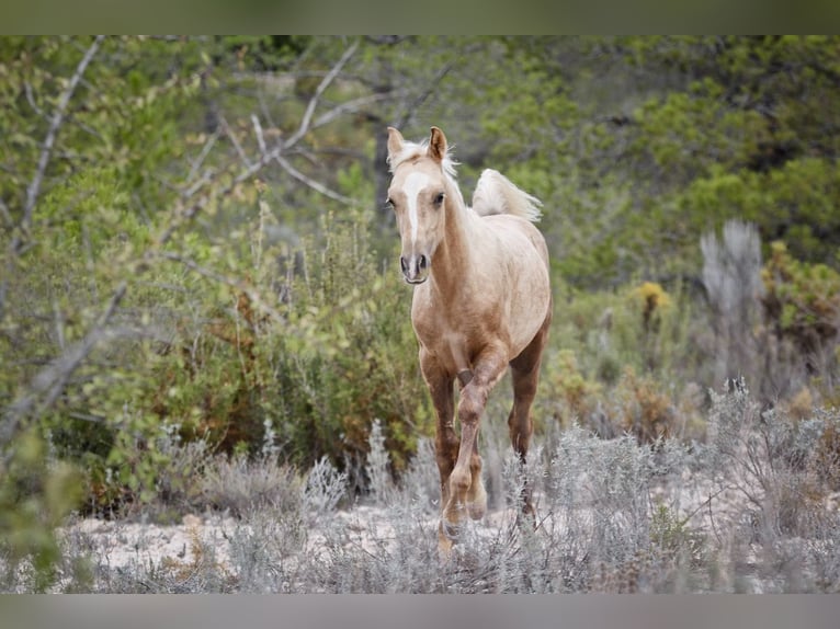 Quarab Croisé Étalon 1 Année 159 cm Palomino in Alcoi/Alcoy