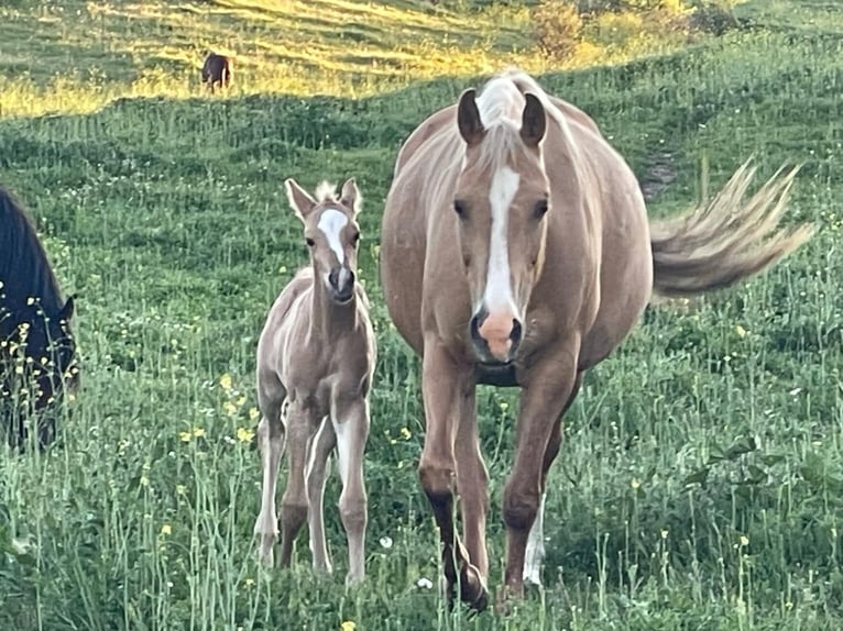 Quarab Croisé Étalon 1 Année Palomino in Alcoi/Alcoy