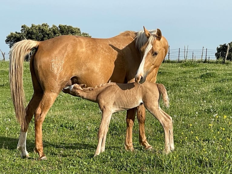 Quarab Croisé Étalon 1 Année Palomino in Alcoi/Alcoy