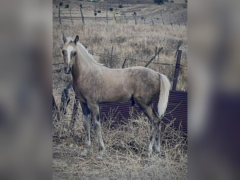 Quarab Croisé Étalon 1 Année Palomino in Alcoi/Alcoy