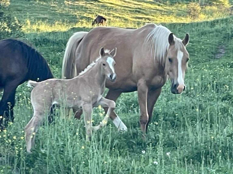 Quarab Croisé Étalon 1 Année Palomino in Alcoi/Alcoy