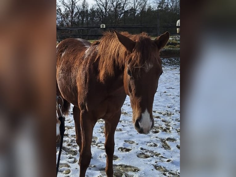 Quarab Croisé Étalon 2 Ans 155 cm Alezan in Drosendorf