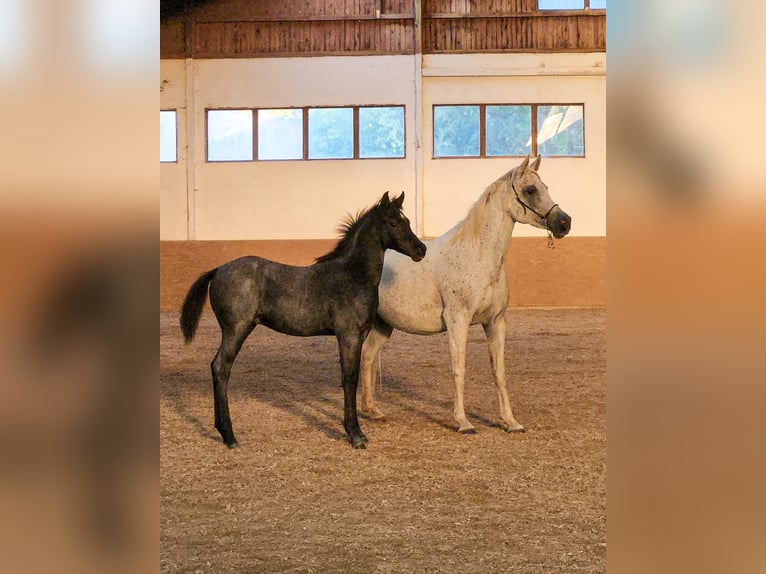 Quarab Étalon Poulain (05/2023) 150 cm Rouan Bleu in Meesiger