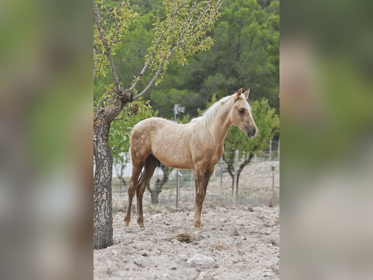 Quarab Croisé Étalon Poulain (04/2024) 159 cm Palomino in Alcoi/Alcoy