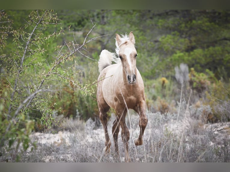 Quarab Croisé Étalon Poulain (04/2024) 159 cm Palomino in Alcoi/Alcoy