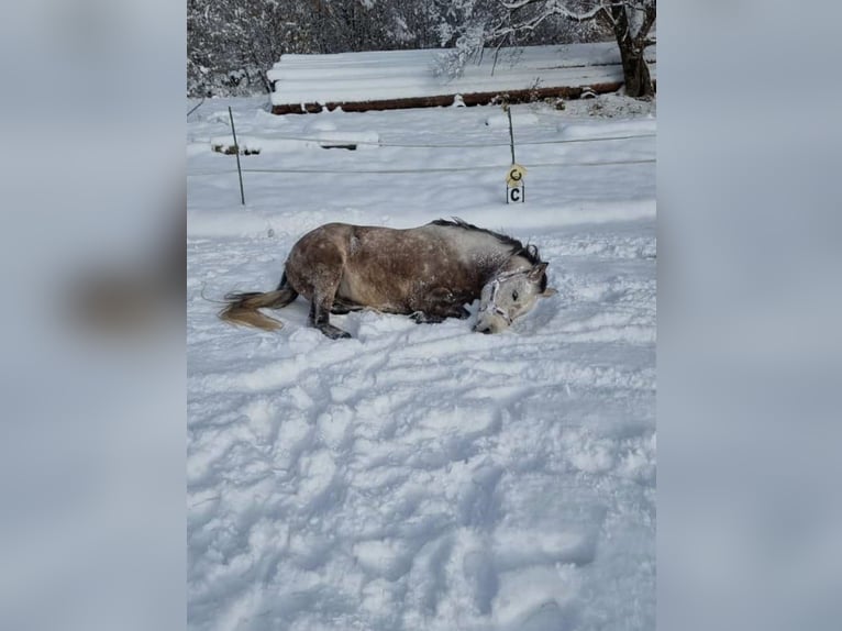 Quarab Gelding 10 years 15 hh Can be white in Auerbach