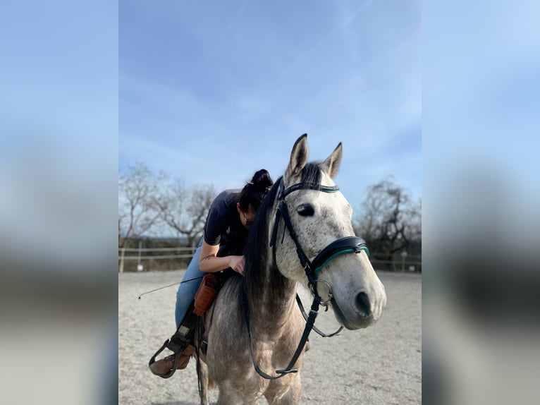 Quarab Gelding 10 years 15 hh Can be white in Auerbach