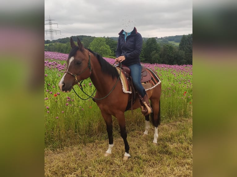 Quarab Gelding 11 years 14,3 hh Bay-Dark in Vlotho