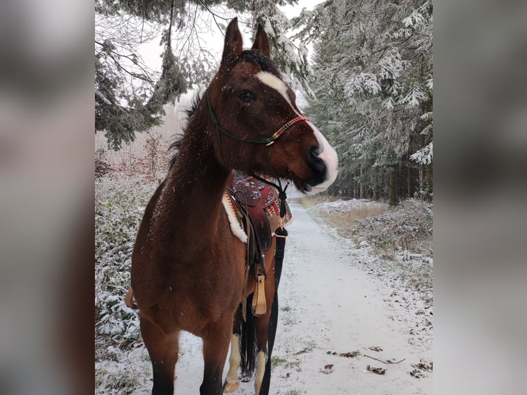 Quarab Gelding 11 years 14,3 hh Bay-Dark in Vlotho