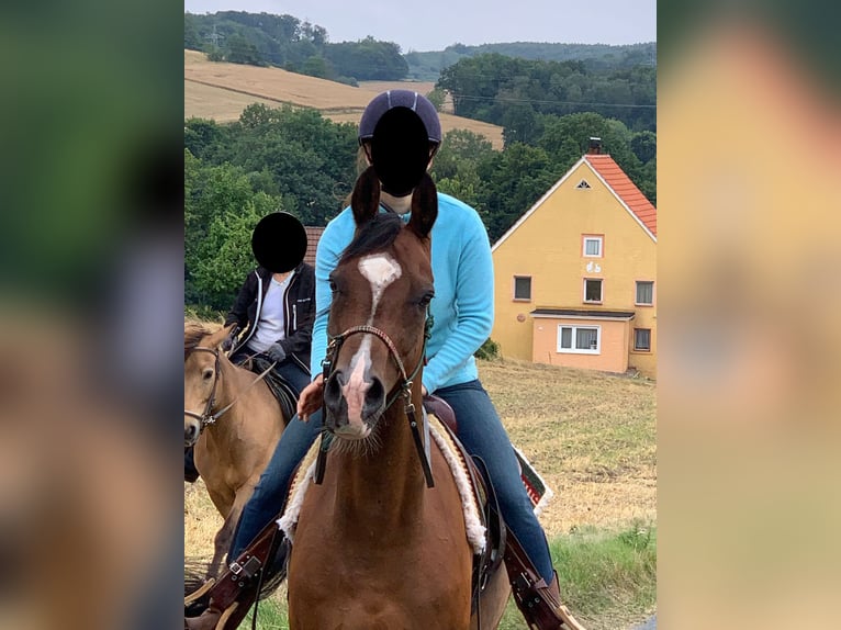 Quarab Gelding 11 years 14,3 hh Bay-Dark in Vlotho