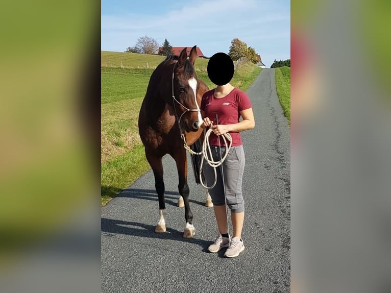 Quarab Gelding 11 years 14,3 hh Bay-Dark in Vlotho