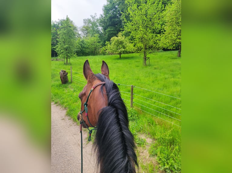 Quarab Gelding 11 years 14,3 hh Bay-Dark in Vlotho