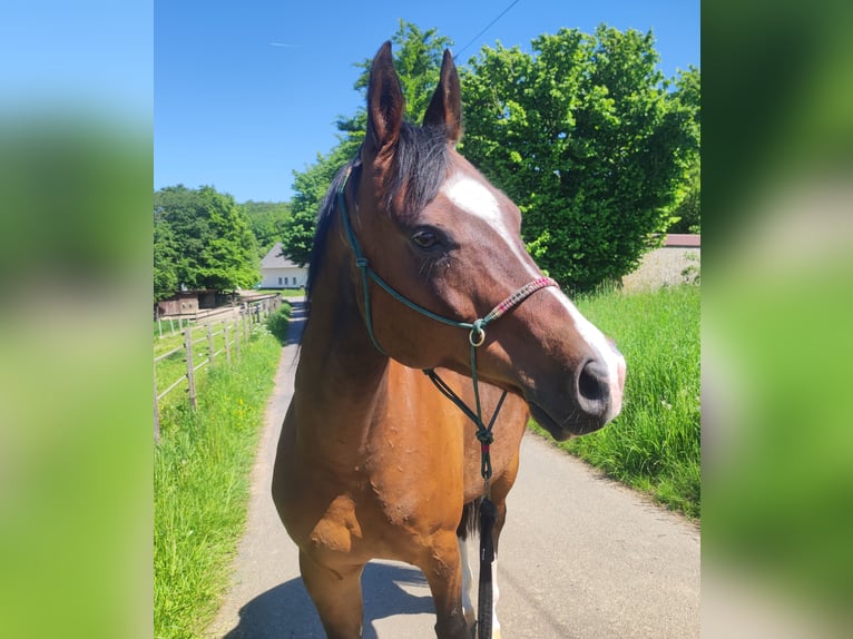 Quarab Gelding 11 years 14,3 hh Bay-Dark in Vlotho