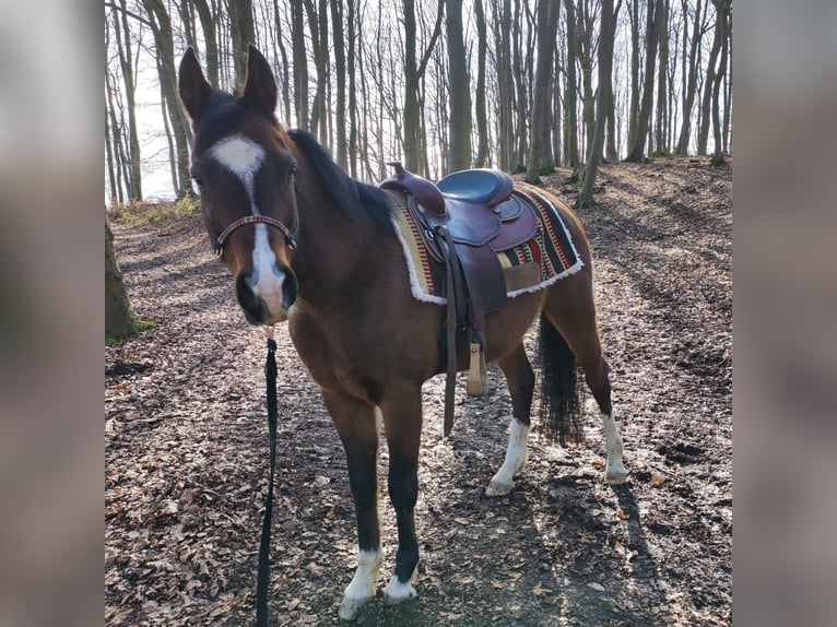 Quarab Gelding 11 years 14,3 hh Bay-Dark in Vlotho