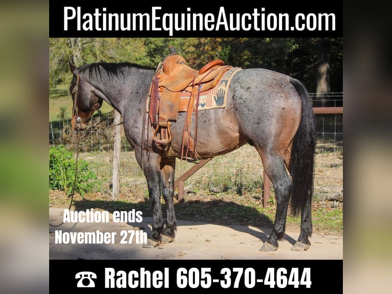 Quarab Gelding 11 years Roan-Blue in Rusk TX