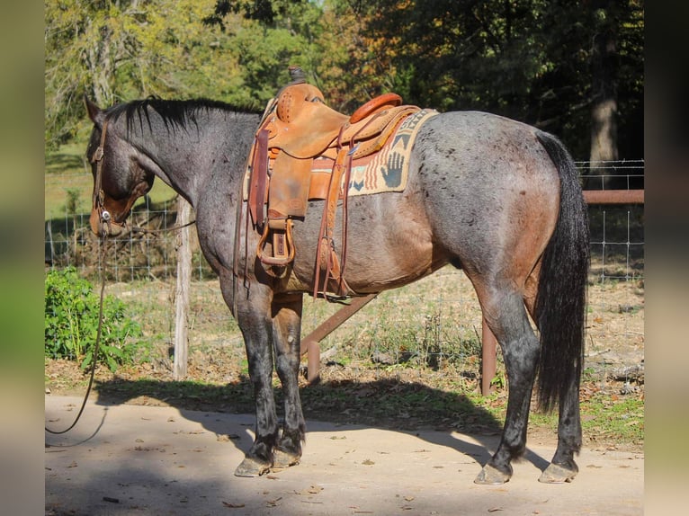 Quarab Gelding 11 years Roan-Blue in Rusk TX