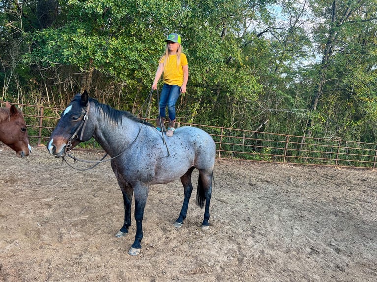 Quarab Gelding 11 years Roan-Blue in Rusk TX