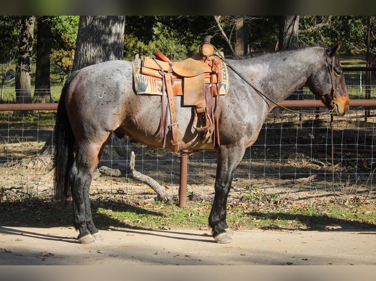 Quarab Gelding 11 years Roan-Blue in Rusk TX