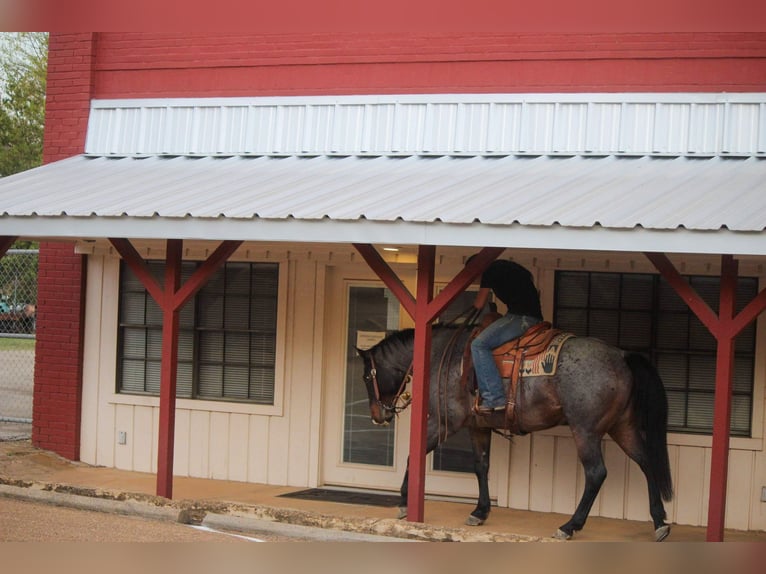 Quarab Gelding 11 years Roan-Blue in Rusk TX