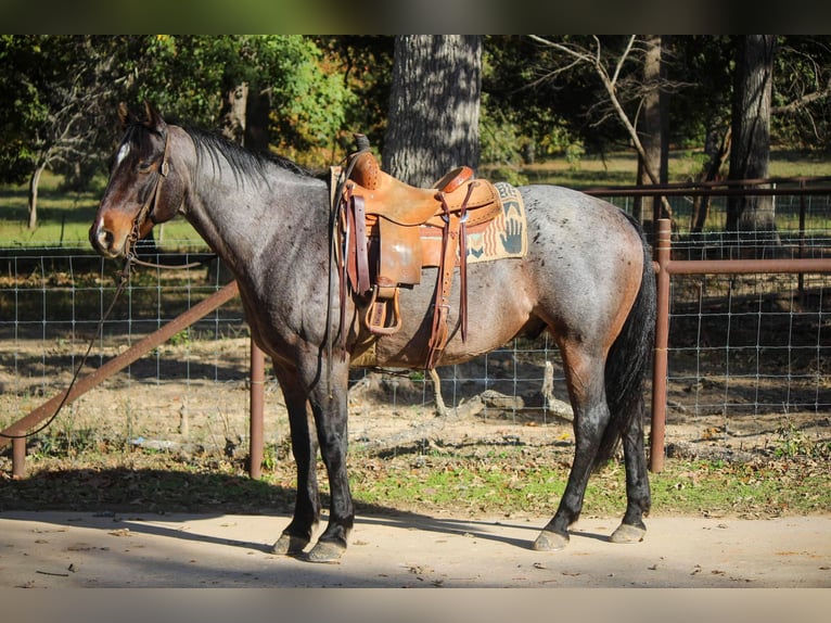 Quarab Gelding 11 years Roan-Blue in Rusk TX