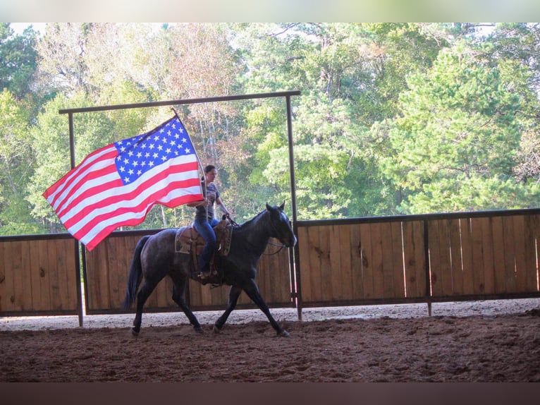 Quarab Gelding 11 years Roan-Blue in Rusk TX