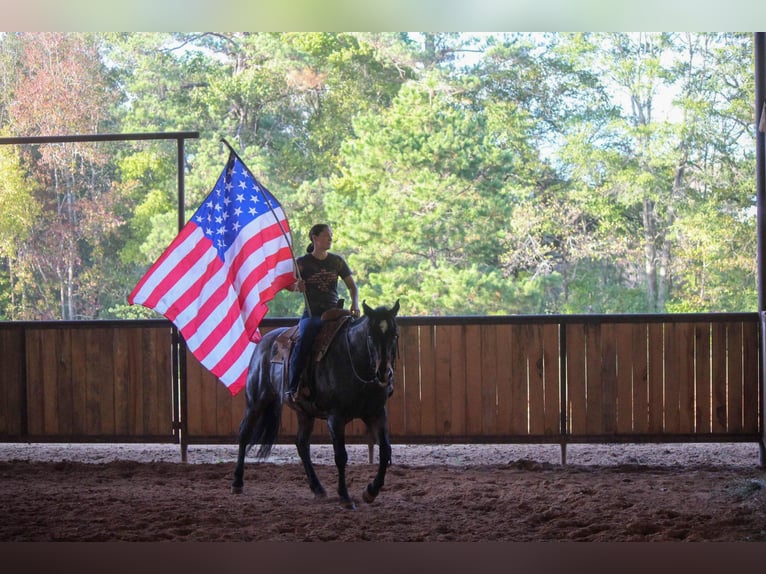 Quarab Gelding 11 years Roan-Blue in Rusk TX