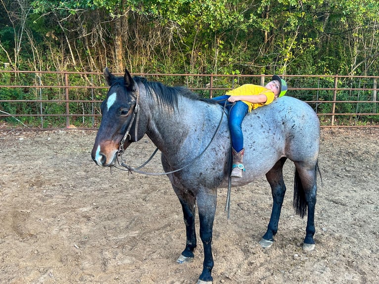 Quarab Gelding 11 years Roan-Blue in Rusk TX