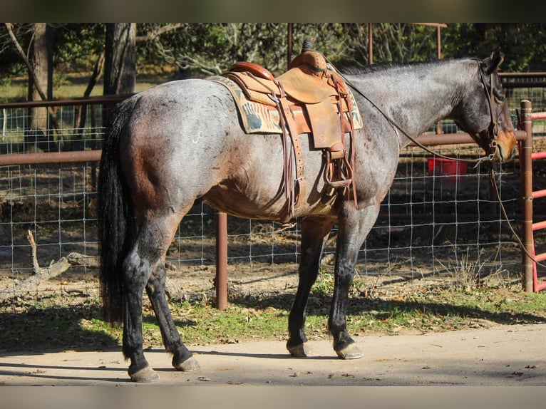 Quarab Gelding 11 years Roan-Blue in Rusk TX