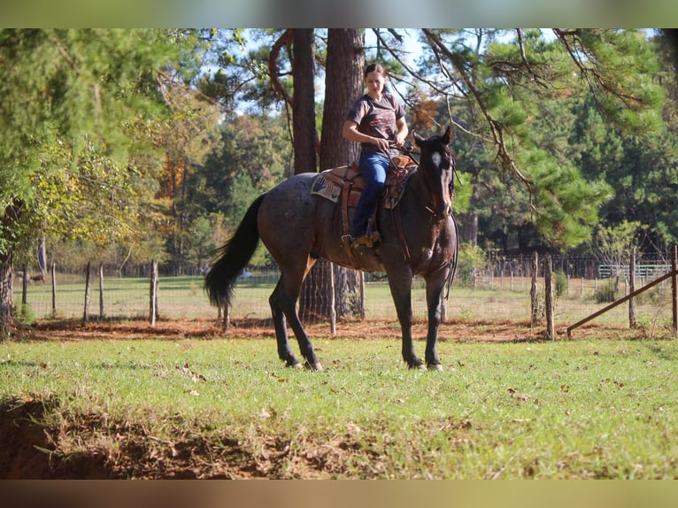 Quarab Gelding 11 years Roan-Blue in Rusk TX