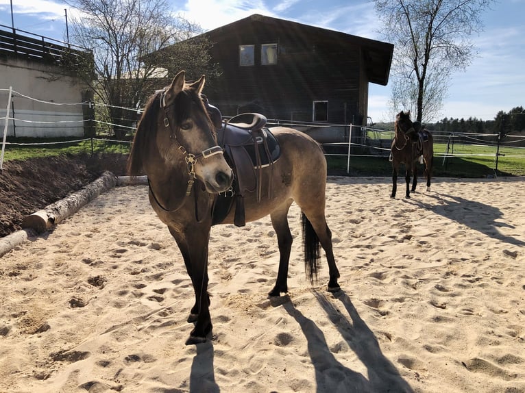 Quarab Gelding 13 years 14.1 hh Buckskin in Adelmannsfelden