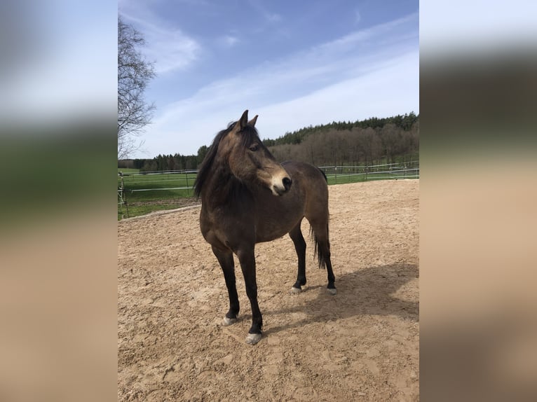 Quarab Gelding 13 years 14.1 hh Buckskin in Adelmannsfelden