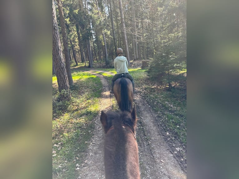 Quarab Gelding 13 years 14.1 hh Buckskin in Adelmannsfelden