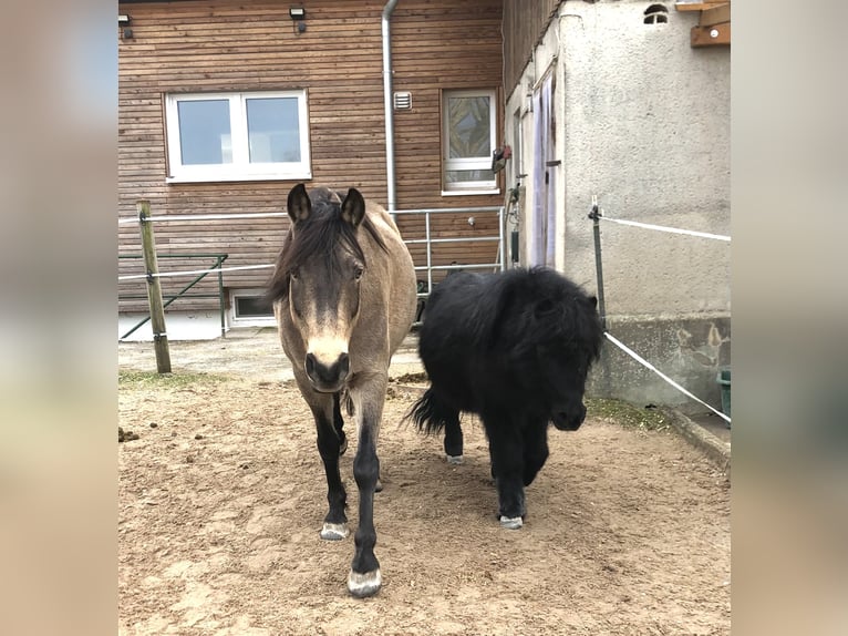 Quarab Gelding 13 years 14,1 hh Buckskin in Adelmannsfelden