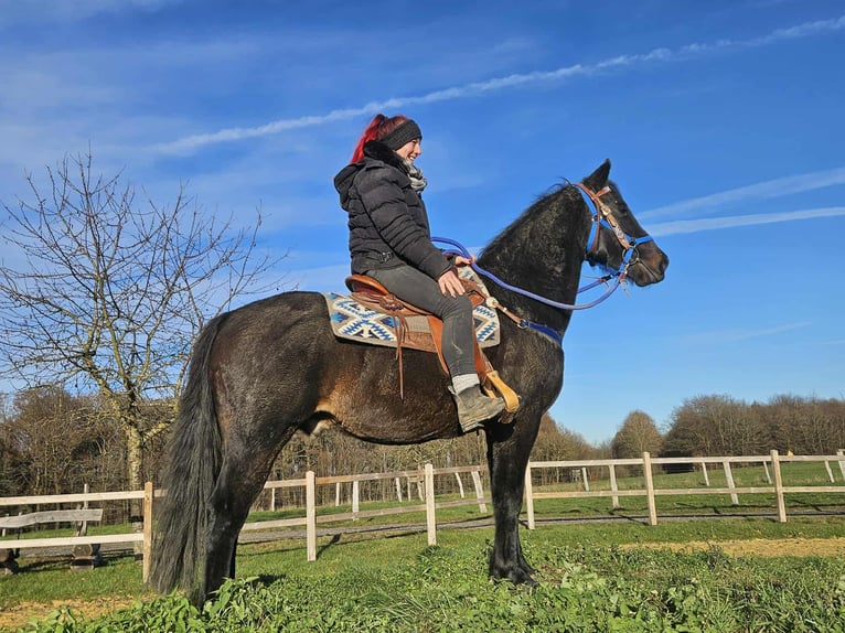 Quarab Mix Gelding 13 years 15,1 hh Bay-Dark in Linkenbach