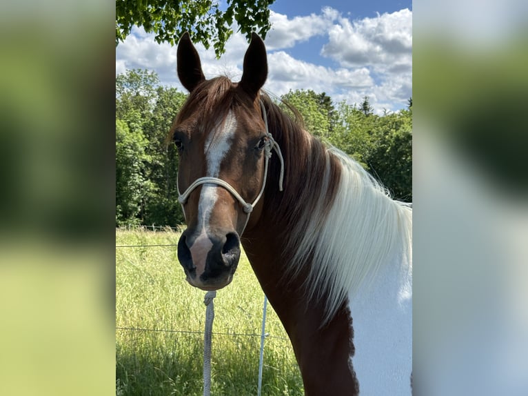 Quarab Gelding 15 years 14.3 hh Pinto in Rosenfeld