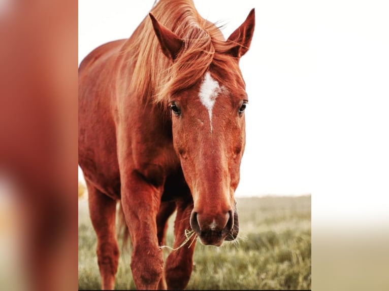 Quarab Gelding 18 years 15,1 hh Chestnut-Red in Meinerzhagen