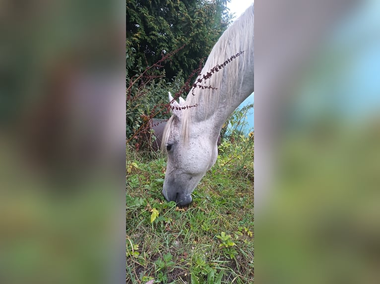 Quarab Gelding 18 years 15.1 hh Grey-Fleabitten in Bark
