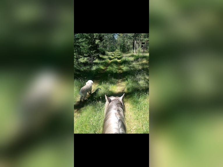 Quarab Gelding 18 years 15.1 hh Grey-Fleabitten in Bark