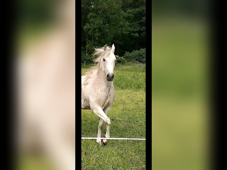 Quarab Gelding 18 years 15.1 hh Grey-Fleabitten in Bark