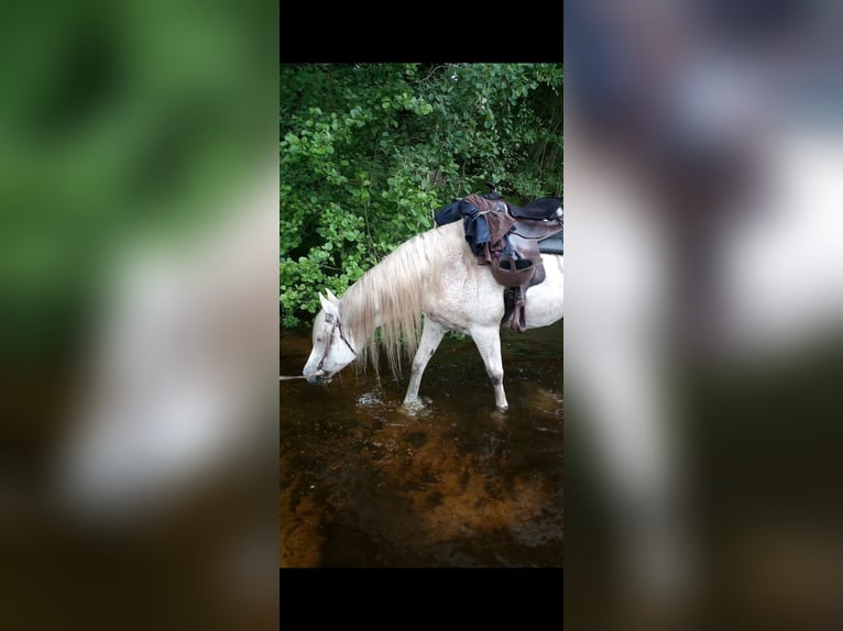 Quarab Gelding 18 years 15.1 hh Grey-Fleabitten in Bark