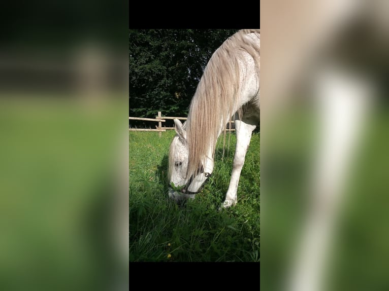 Quarab Gelding 18 years 15.1 hh Grey-Fleabitten in Bark